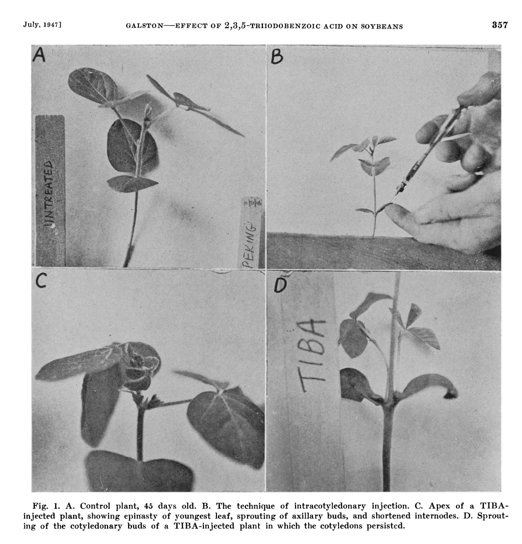 Galston, A.W. Effect of 2,3,5-triiodobenzoic acid on soybeans. J. Plant Biol. (1943)